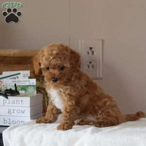 Autumn, Bich-Poo Puppy